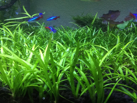BUY 2 GET 1 FREE Dwarf Sagittaria (Sagittaria Subulata, Narrow-leaved arrowhead)