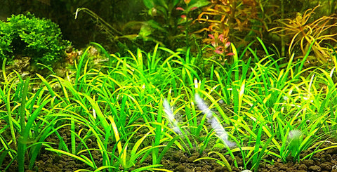 BUY 2 GET 1 FREE Dwarf Sagittaria (Sagittaria Subulata, Narrow-leaved arrowhead)