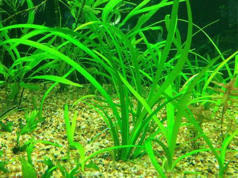 BUY 2 GET 1 FREE Dwarf Sagittaria (Sagittaria Subulata, Narrow-leaved arrowhead)