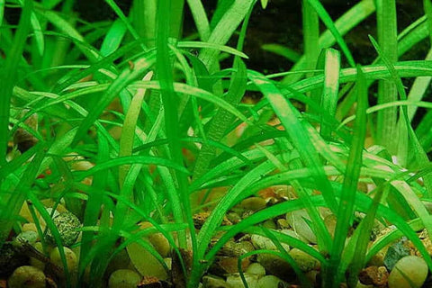 BUY 2 GET 1 FREE Dwarf Sagittaria (Sagittaria Subulata, Narrow-leaved arrowhead)