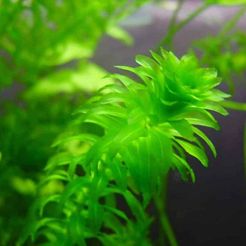 BUY 2 GET 1 FREE Anacharis Elodea