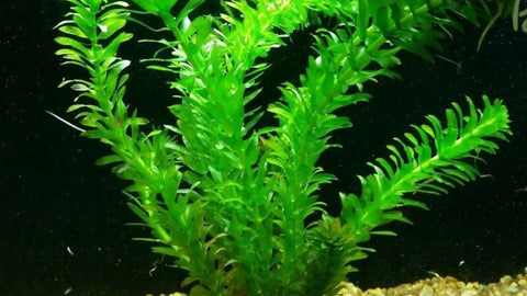 BUY 2 GET 1 FREE Anacharis Elodea
