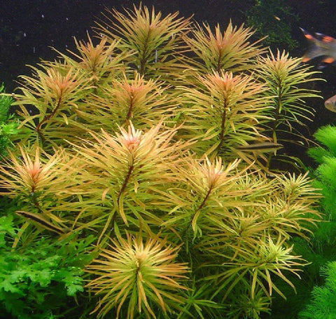 BUY 2 GET 1 FREE Limnophila Hippuridoides (Aromatica)