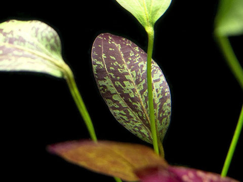 BUY 1 GET 1 FREE Red Flame Sword (Echinodorus)