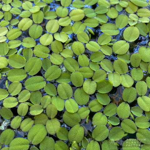 BUY 1 GET 1 FREE (Large 60+!)Floating Water Spangles (Salvinia)-Easy Live Aquarium Pond Aquatic Plant
