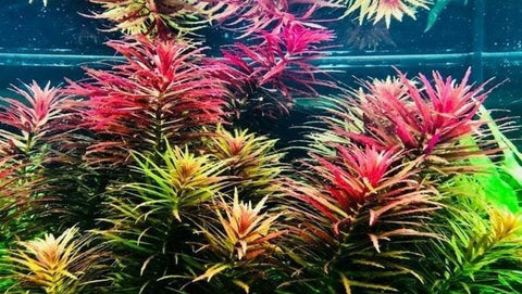 BUY 2 GET 1 FREE Limnophila Hippuridoides (Aromatica)