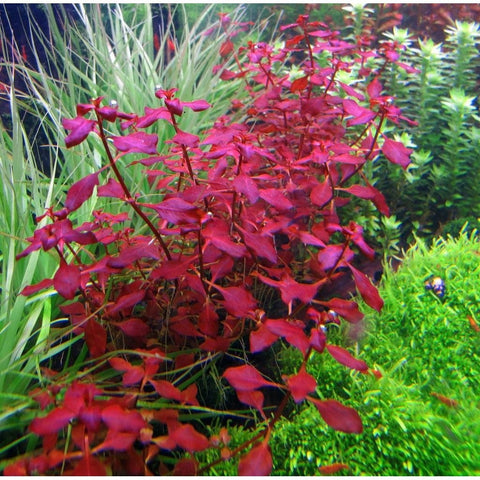 BUY 2 GET 1 FREE Ludwigia Super Red "Mini"