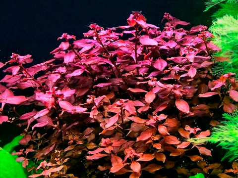 BUY 2 GET 1 FREE Ludwigia Super Red "Mini"