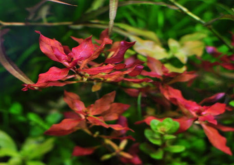 BUY 2 GET 1 FREE Ludwigia Super Red "Mini"