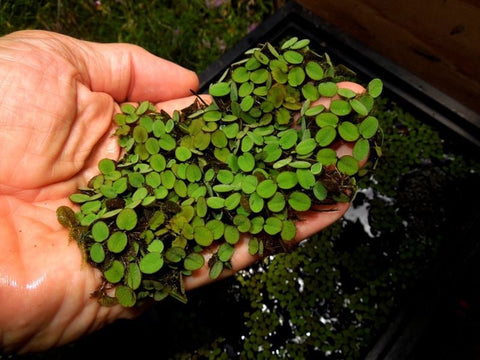 BUY 1 GET 1 FREE (Large 60+!)Floating Water Spangles (Salvinia)-Easy Live Aquarium Pond Aquatic Plant