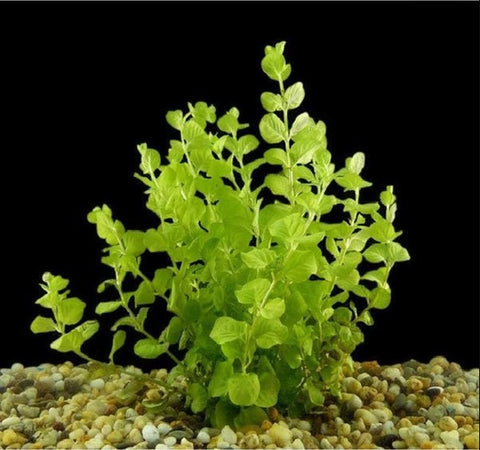 BUY 2 GET 1 FREE Golden Lloydiella-Golden Creeping Jenny (Lysimachia nummularia 'Aurea')