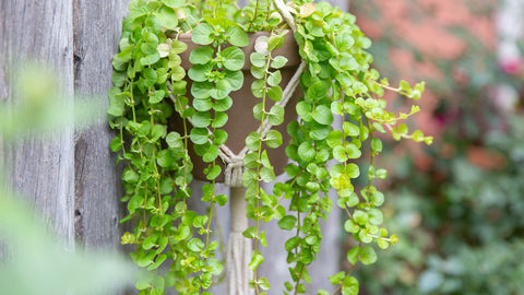 BUY 2 GET 1 FREE Golden Lloydiella-Golden Creeping Jenny (Lysimachia nummularia 'Aurea')