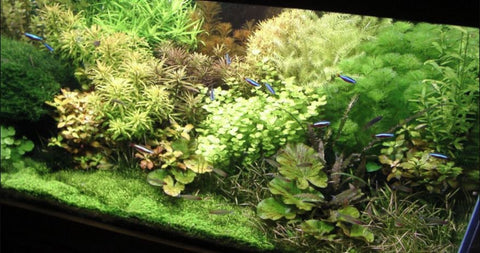 BUY 2 GET 1 FREE Golden Lloydiella-Golden Creeping Jenny (Lysimachia nummularia 'Aurea')