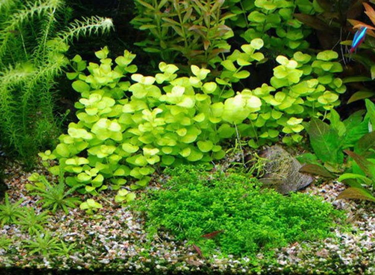 BUY 2 GET 1 FREE Golden Lloydiella-Golden Creeping Jenny