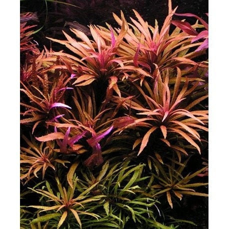 BUY 2 GET 1 FREE Limnophila Hippuridoides (Aromatica)