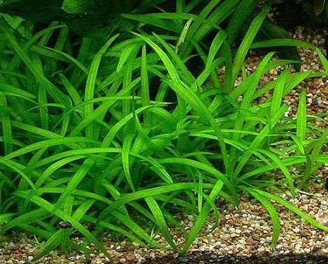 BUY 2 GET 1 FREE Dwarf Sagittaria (Sagittaria Subulata, Narrow-leaved arrowhead)