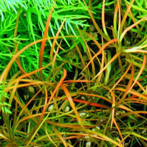 BUY 2 GET 1 FREE Juncus Repens