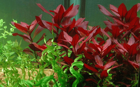 BUY 2 GET 1 FREE Ludwigia Super Red "Mini"