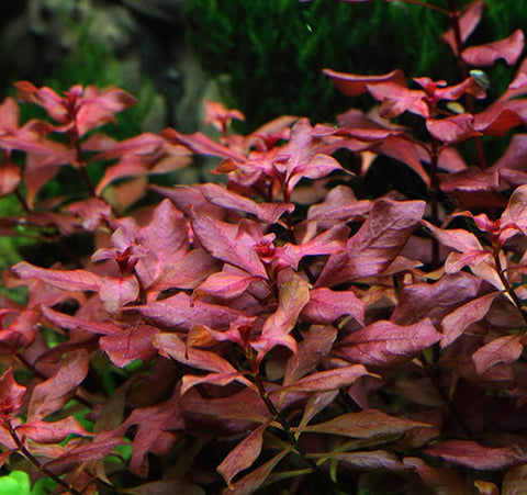 BUY 2 GET 1 FREE Ludwigia Super Red "Mini"