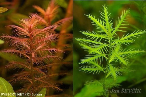 BUY 2 GET 1 FREE Mermaid Weed (Proserpinaca Palustris)