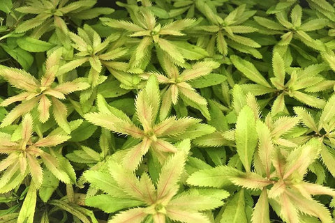 BUY 2 GET 1 FREE Mermaid Weed (Proserpinaca Palustris)