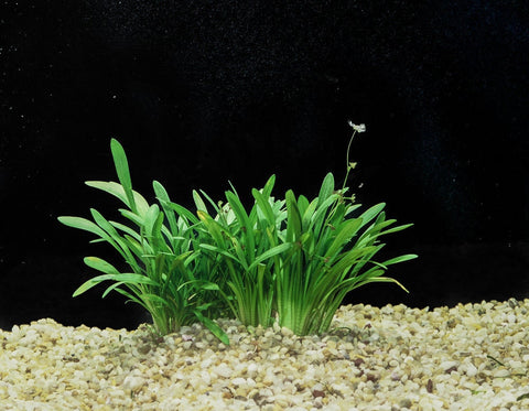 BUY 2 GET 1 FREE Dwarf Sagittaria (Sagittaria Subulata, Narrow-leaved arrowhead)