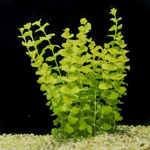 BUY 2 GET 1 FREE Golden Lloydiella-Golden Creeping Jenny (Lysimachia nummularia 'Aurea')