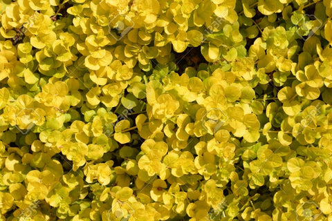 BUY 2 GET 1 FREE Golden Lloydiella-Golden Creeping Jenny (Lysimachia nummularia 'Aurea')