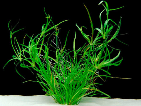 BUY 2 GET 1 FREE Juncus Repens