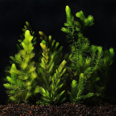 BUY 2 GET 1 FREE Hornwort-Coontail (Ceratophyllum Demersum)