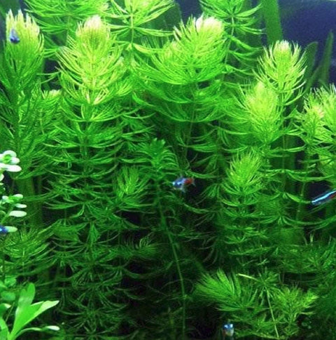 BUY 2 GET 1 FREE Hornwort-Coontail (Ceratophyllum Demersum)