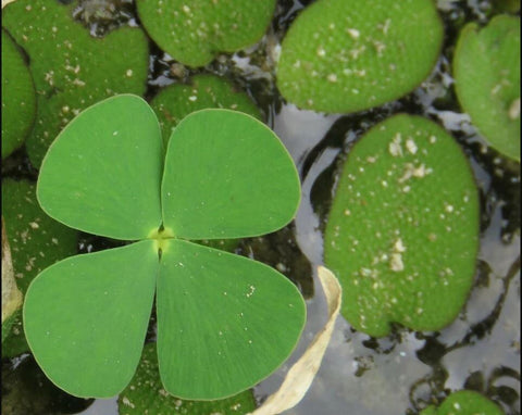 BUY 2 GET 1 FREE 4-Leaf Water Clover (Marsilea Quadrifolia - Water Shamrock)