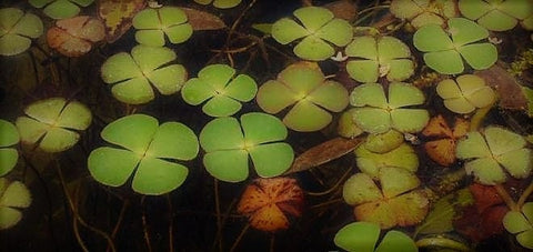 BUY 2 GET 1 FREE 4-Leaf Water Clover (Marsilea Quadrifolia - Water Shamrock)