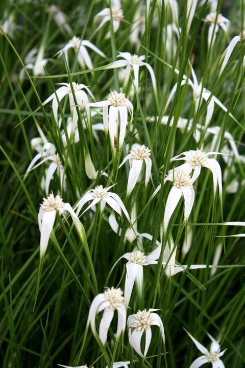 White Star Grass (White Star Sedge-Dichromena Colorata)