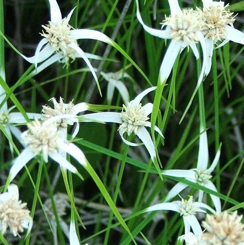White Star Grass (White Star Sedge-Dichromena Colorata)