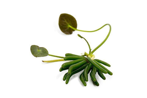 BUY 2 GET 1 FREE Banana Lily Plant (Nymphoides aquatica)