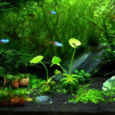 BUY 2 GET 1 FREE Banana Lily Plant (Nymphoides aquatica)