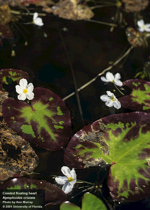 BUY 2 GET 1 FREE Banana Lily Plant (Nymphoides aquatica)