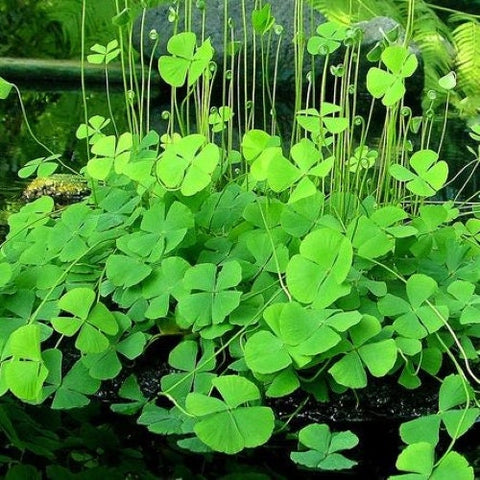 BUY 2 GET 1 FREE 4-Leaf Water Clover (Marsilea Quadrifolia - Water Shamrock)