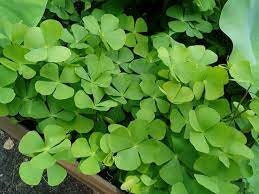 BUY 2 GET 1 FREE Water Clover (Marsilea Crenata - Water Shamrock)