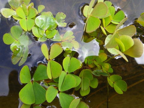 BUY 2 GET 1 FREE Water Clover (Marsilea Crenata - Water Shamrock)