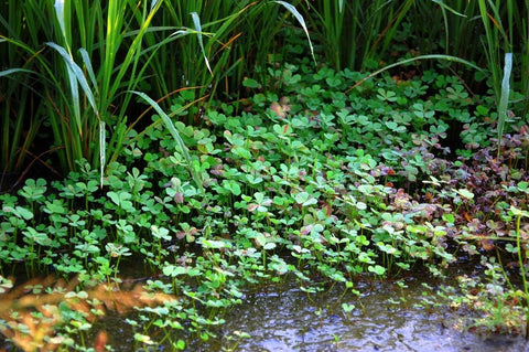 BUY 2 GET 1 FREE 4-Leaf Water Clover (Marsilea Quadrifolia - Water Shamrock)