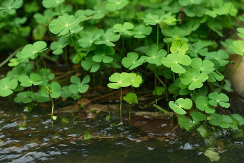 BUY 2 GET 1 FREE 4-Leaf Water Clover (Marsilea Quadrifolia - Water Shamrock)