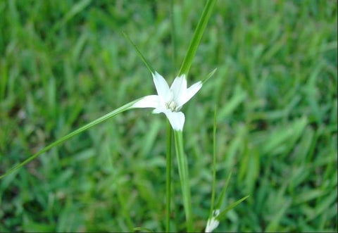 White Star Grass (White Star Sedge-Dichromena Colorata)