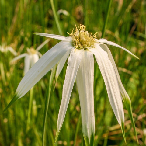 White Star Grass (White Star Sedge-Dichromena Colorata)