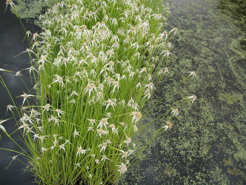 White Star Grass (White Star Sedge-Dichromena Colorata)