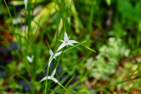 White Star Grass (White Star Sedge-Dichromena Colorata)