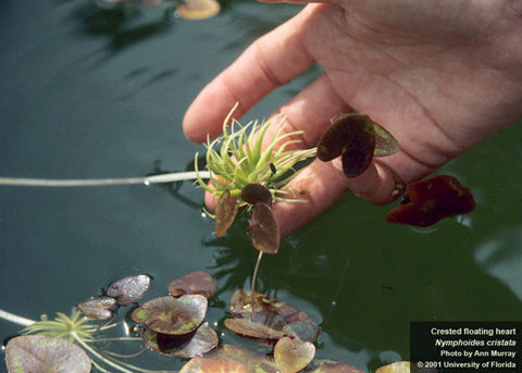 BUY 2 GET 1 FREE Banana Lily Plant (Nymphoides aquatica)