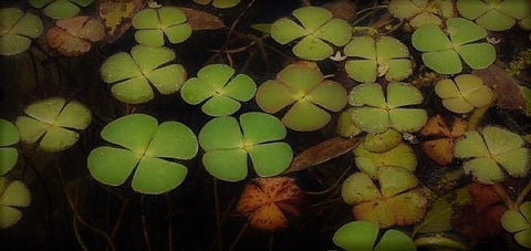 BUY 2 GET 1 FREE 3 Floating Plants-Pack of 3 Species