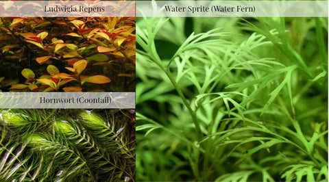 Easy Beginner Plants-Pack of 3 Species